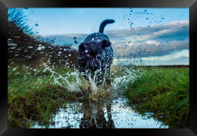 Labradors and puddles Framed Print by David Wilson
