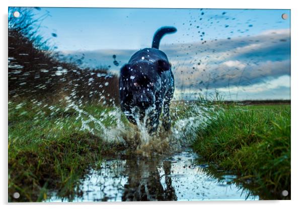 Labradors and puddles Acrylic by David Wilson