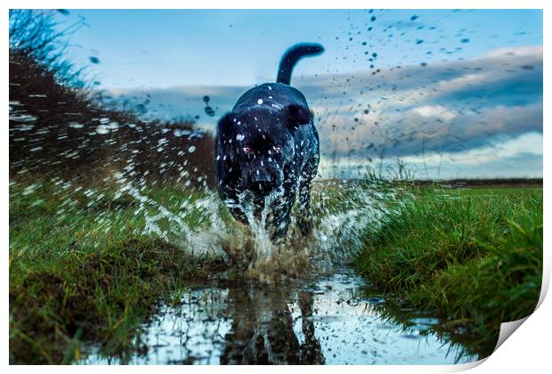 Labradors and puddles Print by David Wilson