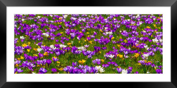 Flowering Crocuses  Framed Mounted Print by Philip Enticknap