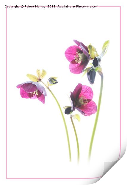 Hellebore trio Print by Robert Murray