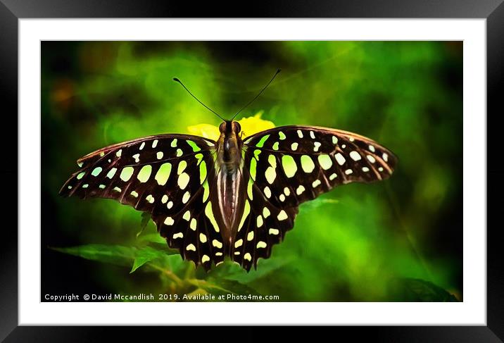 Green Spotted Triangle Butterfly Framed Mounted Print by David Mccandlish