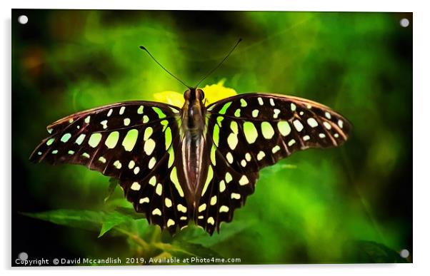 Green Spotted Triangle Butterfly Acrylic by David Mccandlish