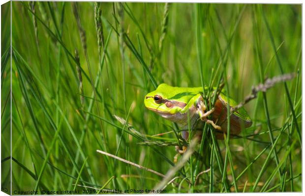 green tree frog climb on grass Canvas Print by goce risteski