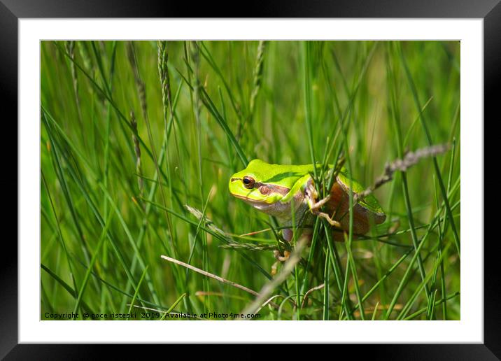 green tree frog climb on grass Framed Mounted Print by goce risteski