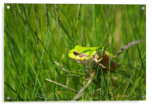 green tree frog climb on grass Acrylic by goce risteski