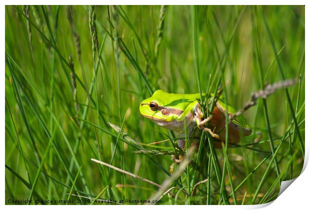 green tree frog climb on grass Print by goce risteski