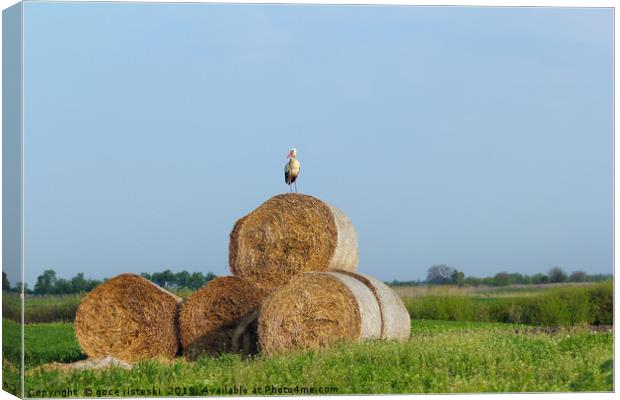 field with white stork and straw bale Canvas Print by goce risteski