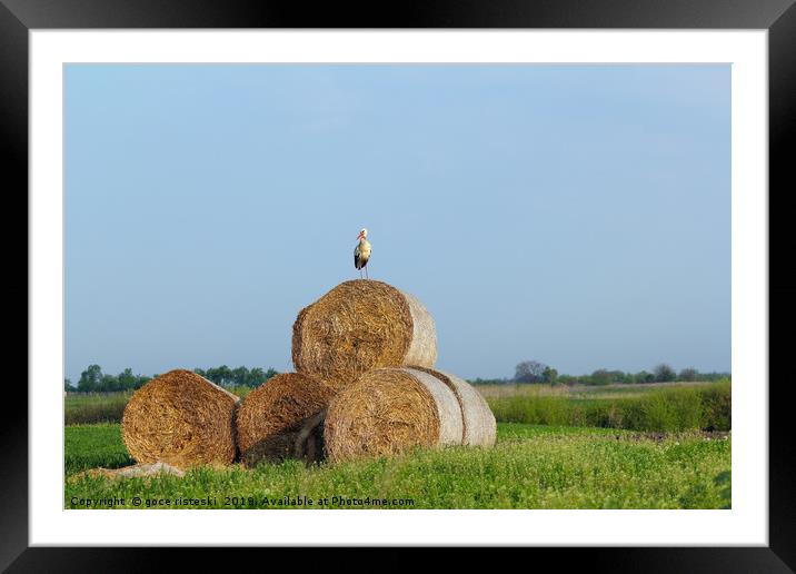 field with white stork and straw bale Framed Mounted Print by goce risteski