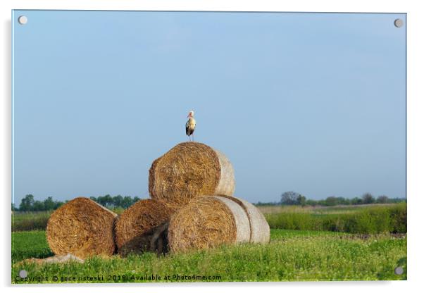 field with white stork and straw bale Acrylic by goce risteski
