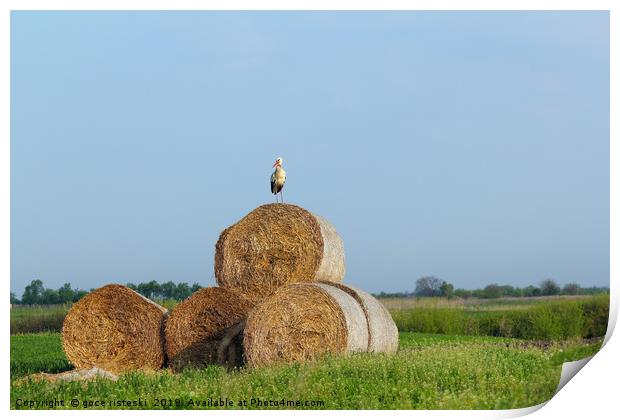 field with white stork and straw bale Print by goce risteski