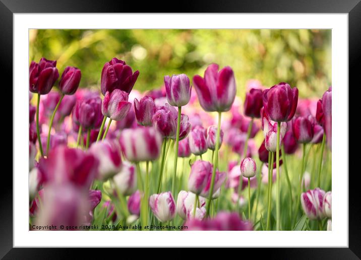 colorful tulip flower Framed Mounted Print by goce risteski