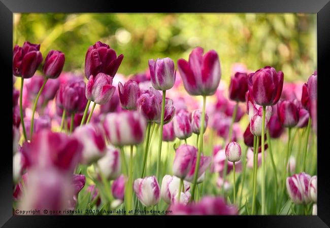 colorful tulip flower Framed Print by goce risteski