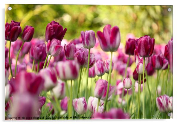 colorful tulip flower Acrylic by goce risteski