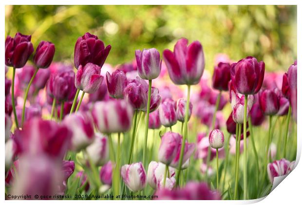 colorful tulip flower Print by goce risteski