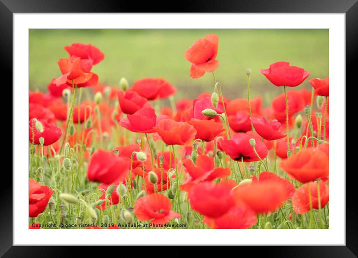 spring scene with red poppy field Framed Mounted Print by goce risteski