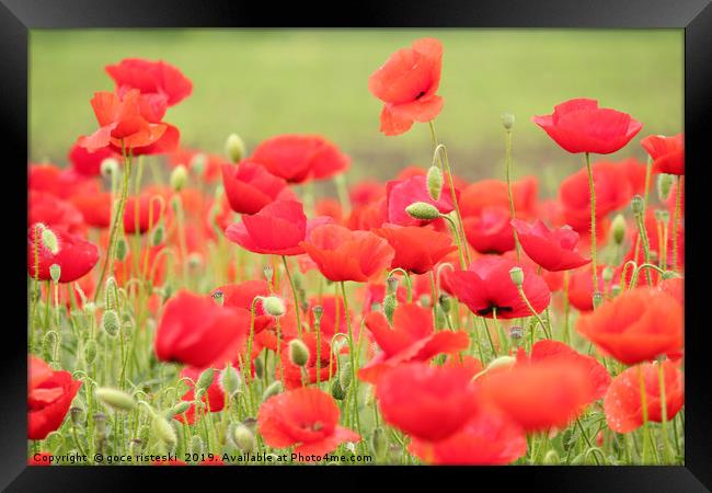 spring scene with red poppy field Framed Print by goce risteski