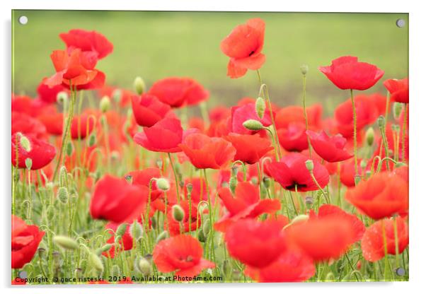 spring scene with red poppy field Acrylic by goce risteski