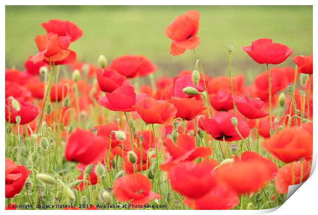 spring scene with red poppy field Print by goce risteski