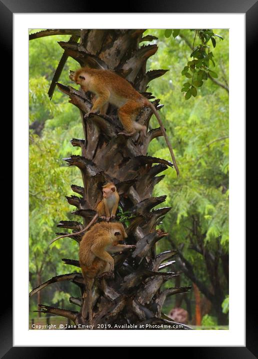 Monkey Puzzle Tree Framed Mounted Print by Jane Emery