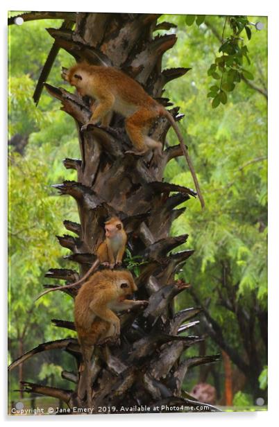 Monkey Puzzle Tree Acrylic by Jane Emery