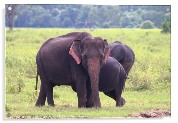 Indian elephant  Acrylic by Jane Emery