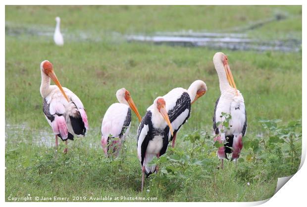 Painted Storks of Sri Lanka Print by Jane Emery