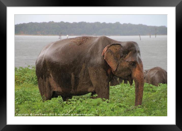 Elephant  Framed Mounted Print by Jane Emery