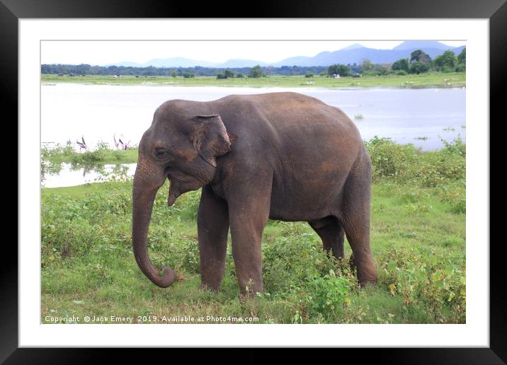 Elephant by the Lake Framed Mounted Print by Jane Emery