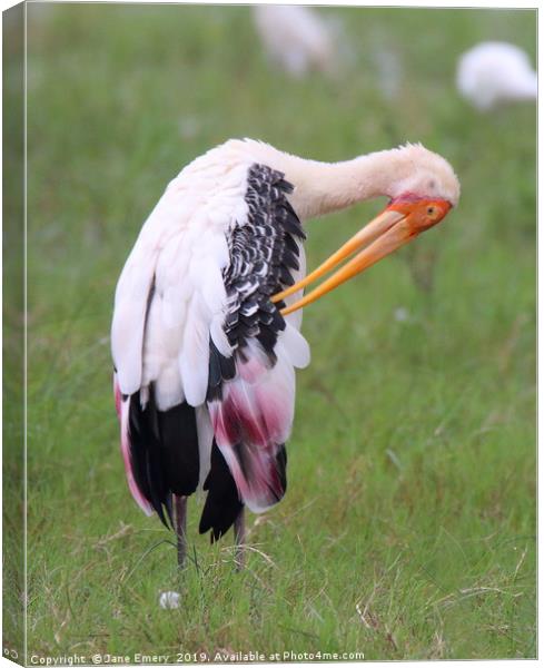 Painted Stork Canvas Print by Jane Emery