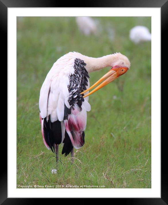 Painted Stork Framed Mounted Print by Jane Emery