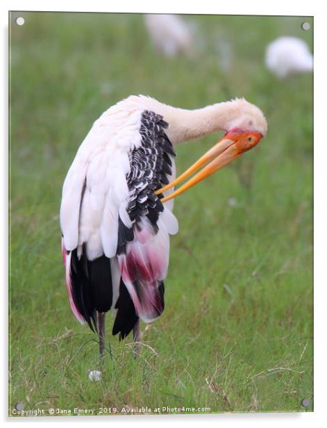 Painted Stork Acrylic by Jane Emery