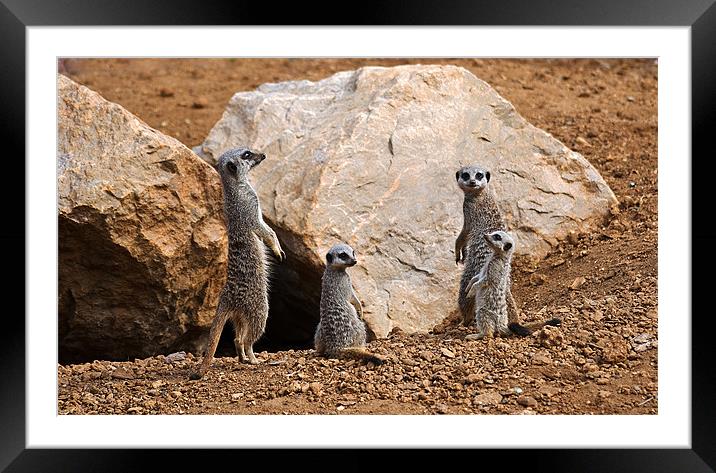Meerkat Family Framed Mounted Print by colin ashworth