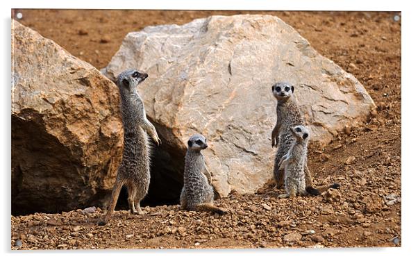 Meerkat Family Acrylic by colin ashworth