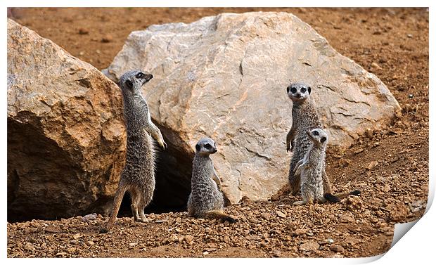 Meerkat Family Print by colin ashworth