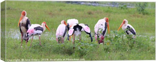 Painted Storks of Sri Lanka Canvas Print by Jane Emery
