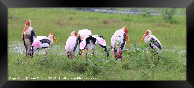 Painted Storks of Sri Lanka Framed Print by Jane Emery