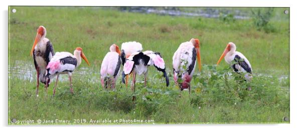 Painted Storks of Sri Lanka Acrylic by Jane Emery