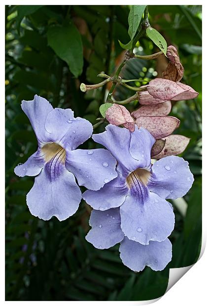 The Blue Trumpet Vine Print by Ann Garrett