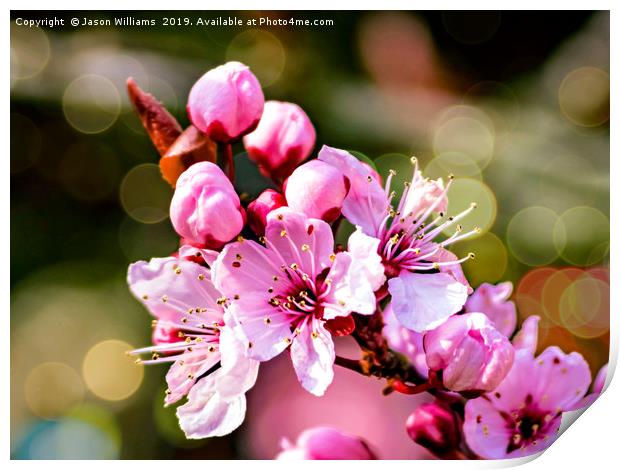 A sign of Spring Print by Jason Williams