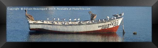 Bird taking over fisherman's boat, panorama 4:1 Framed Print by Sylvain Beauregard