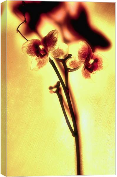 Orchids Canvas Print by Chris Manfield