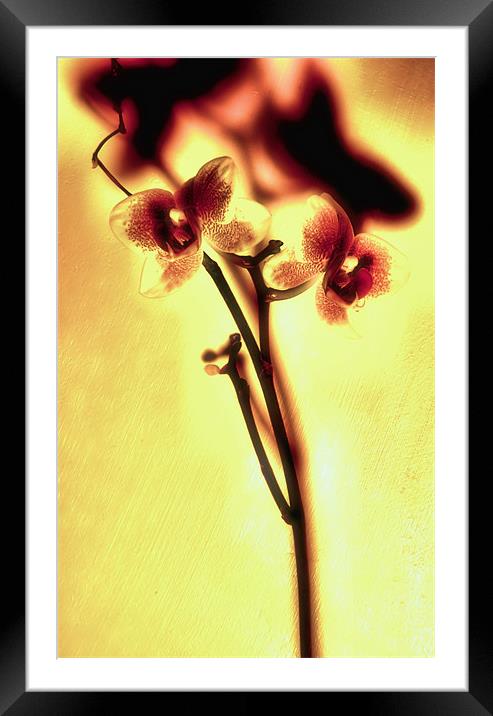 Orchids Framed Mounted Print by Chris Manfield