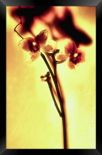 Orchids Framed Print by Chris Manfield