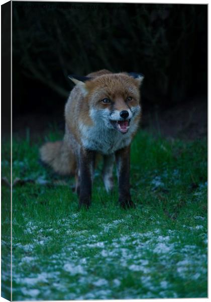 Red Fox Encounter Canvas Print by rawshutterbug 