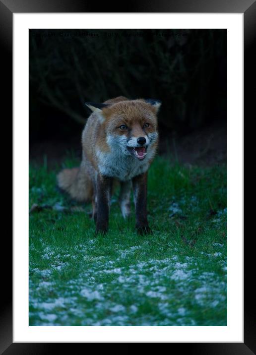 Red Fox Encounter Framed Mounted Print by rawshutterbug 