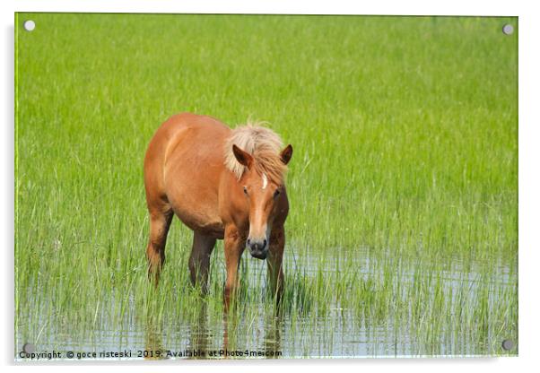 horse standing in water Acrylic by goce risteski