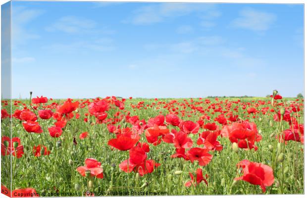 meadow with poppy flowers Canvas Print by goce risteski