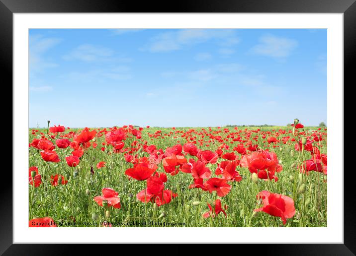 meadow with poppy flowers Framed Mounted Print by goce risteski