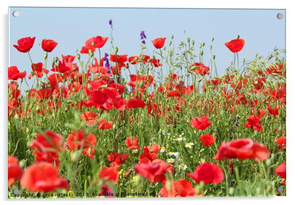 poppy flowers meadow Acrylic by goce risteski